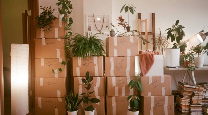 A room filled with lots of moving boxes and plants